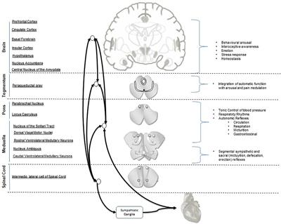 Measures of CNS-Autonomic Interaction and Responsiveness in Disorder of Consciousness